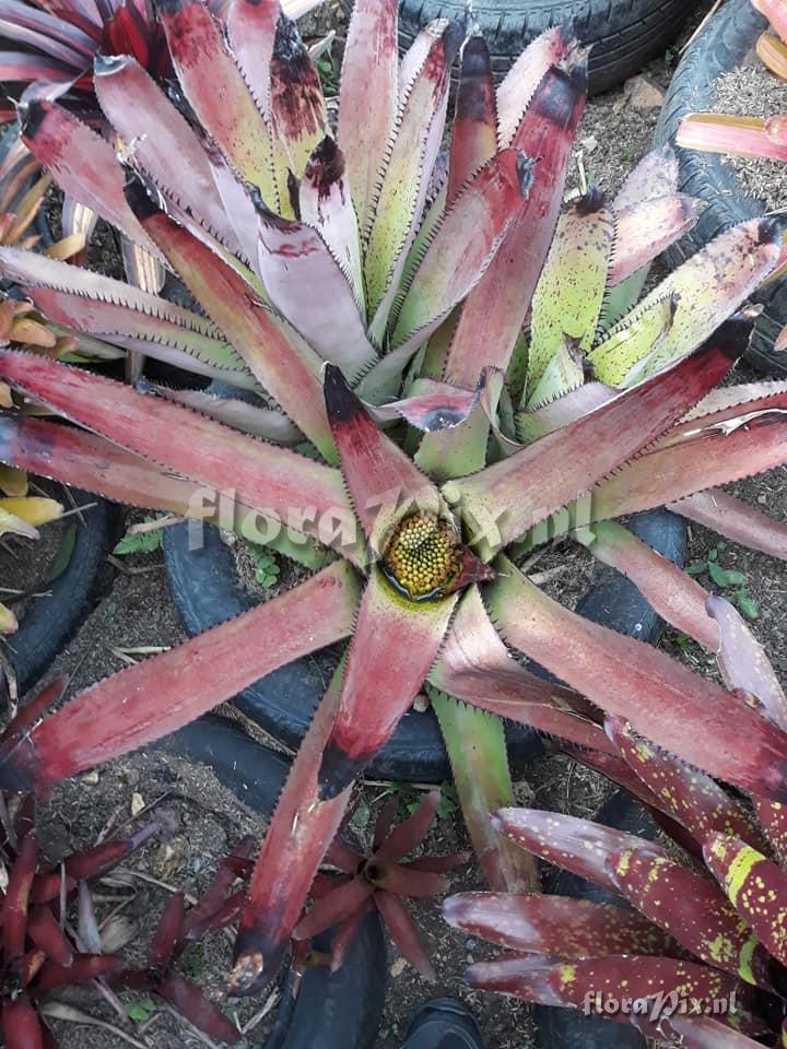 Neoregelia CV