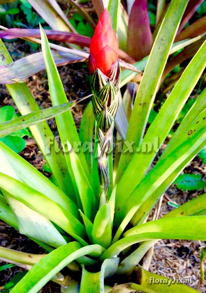 Guzmania monostachia