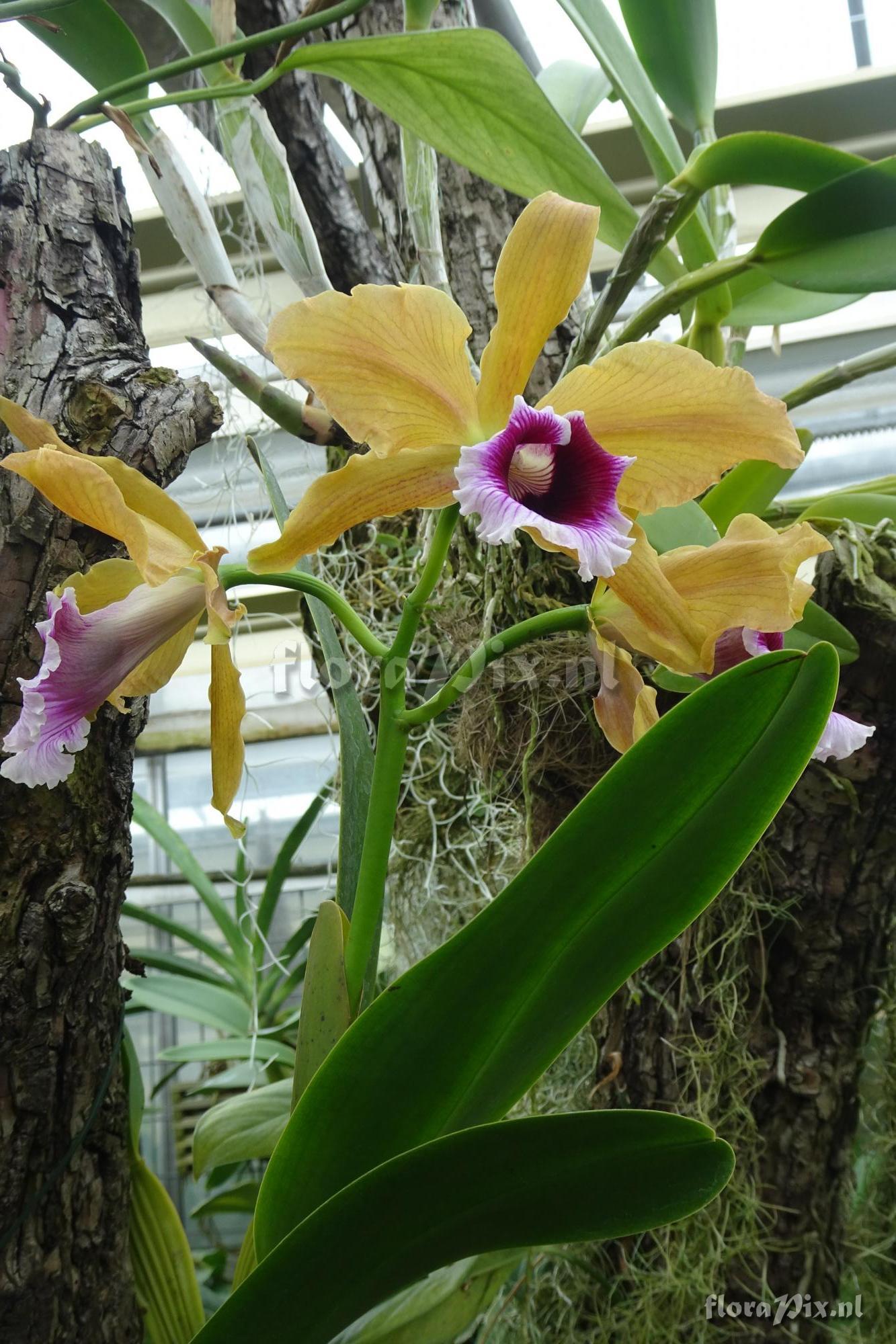 Cattleya tenebrosa f. aurea