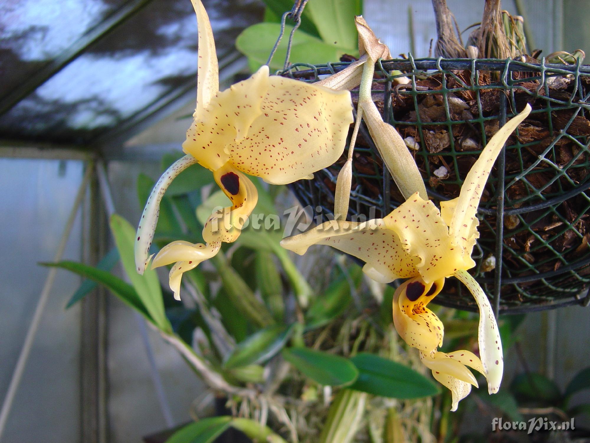 Stanhopea florida