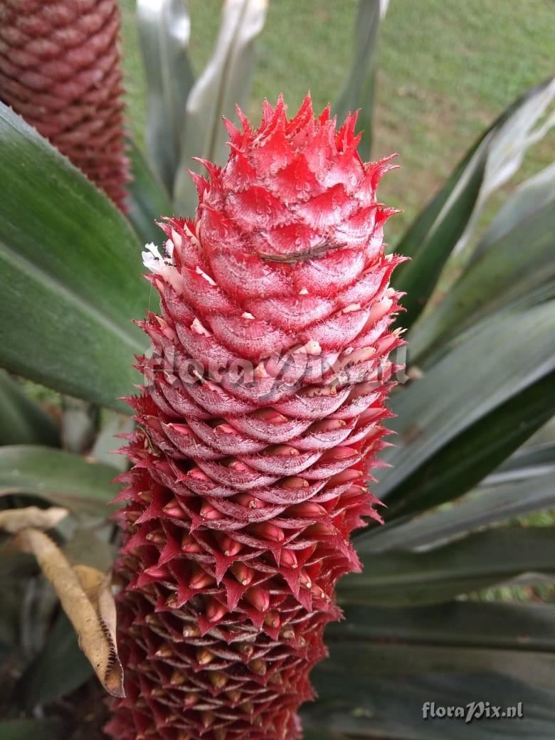 Aechmea germinyana