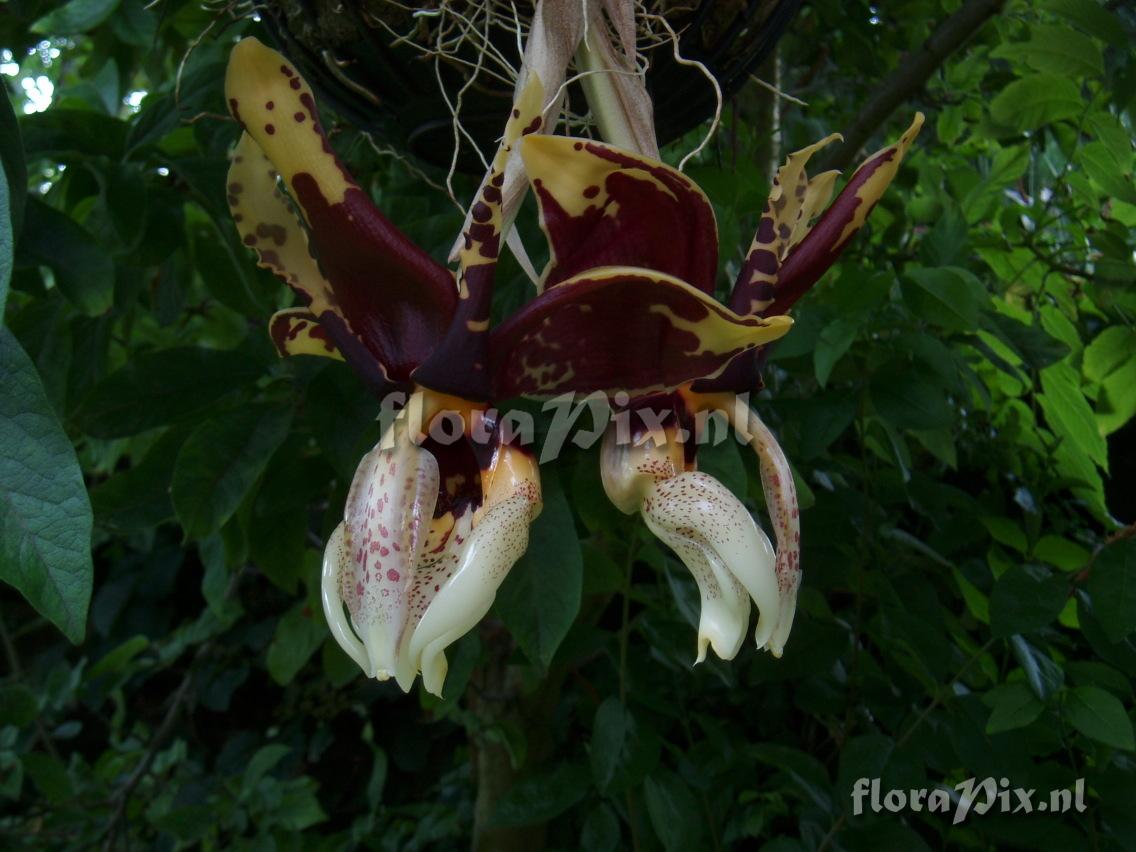 Stanhopea nigroviolacea