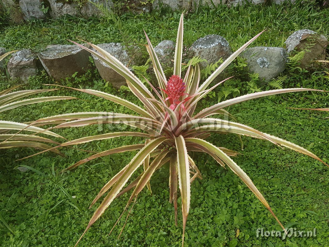 Ananas bracteatus