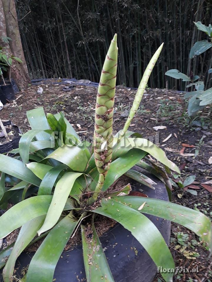 Werauhia gladioliflora