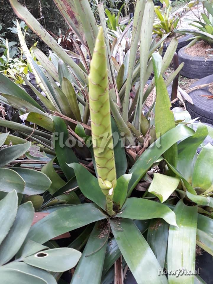 Werauhia gladioliflora