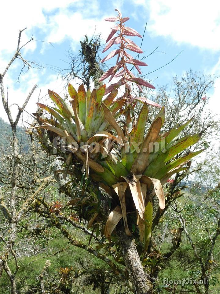 Tillandsia fendleri s.l.