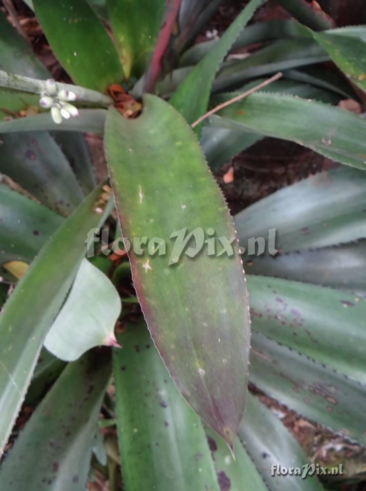 Aechmea luedemanniana