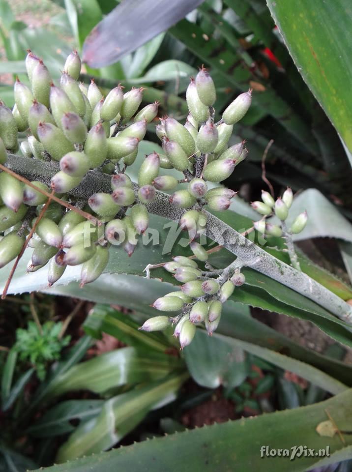 Aechmea luedemanniana