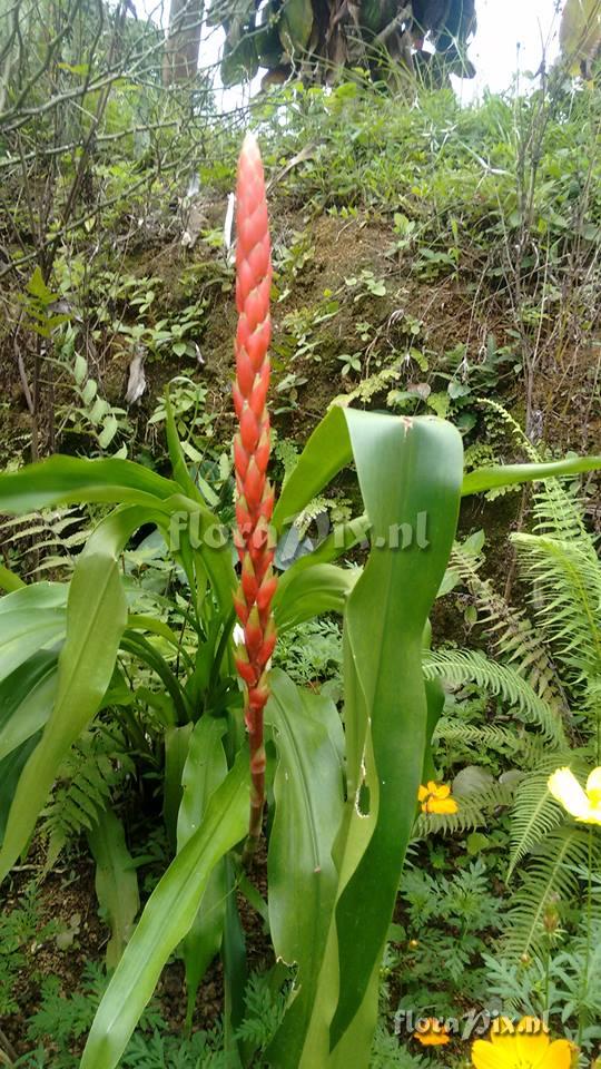 Pitcairnia maidifolia