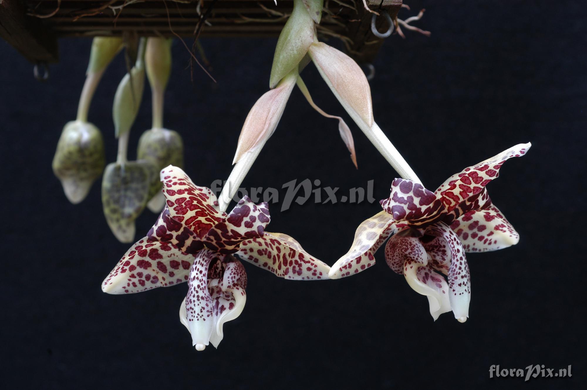 Stanhopea hernandezii