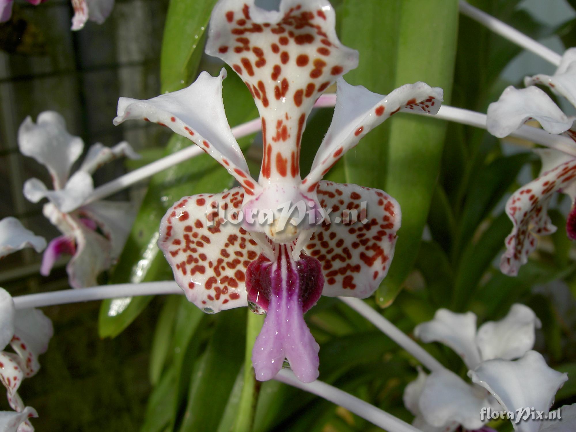 Vanda tricolor var. suavis