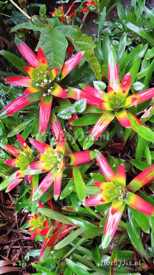 Guzmania sibundoyorum