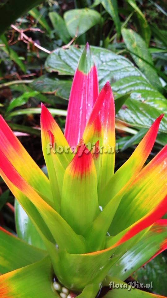 Guzmania sibundoyorum