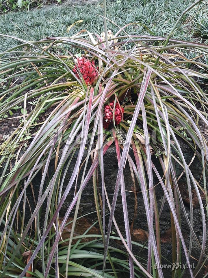 Aechmea longifolia