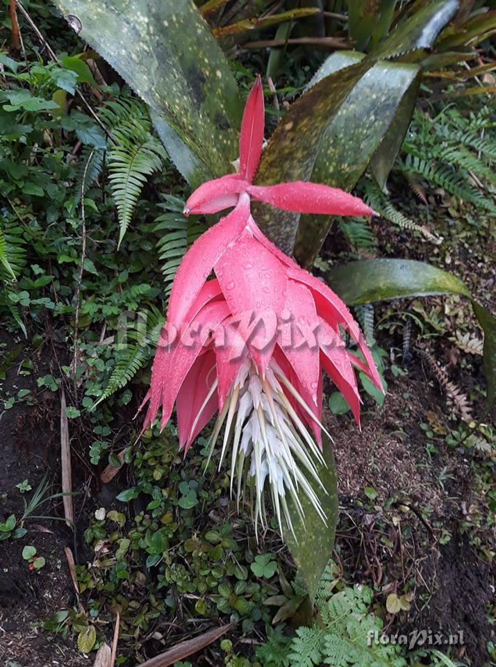 Billbergia estrella de caqueta