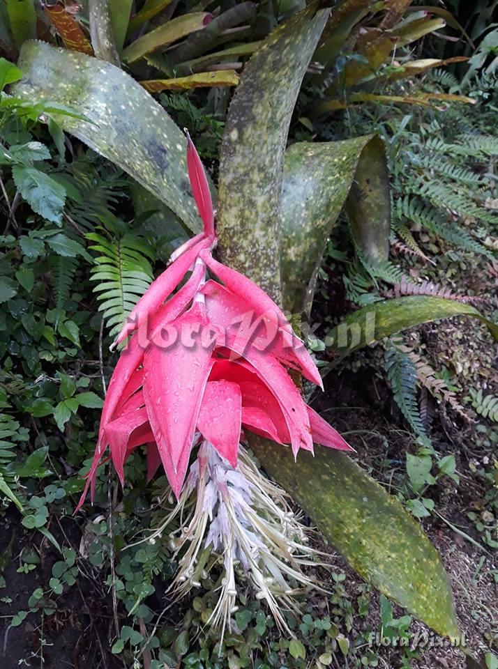 Billbergia estrella de caqueta