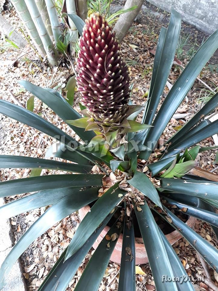 Guzmania x conifera hybrid