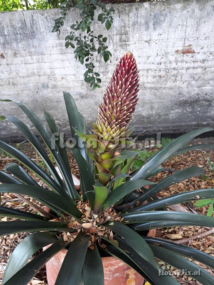 Guzmania x conifera hybrid