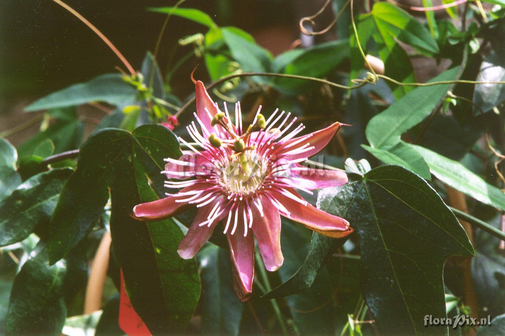 Passiflora 