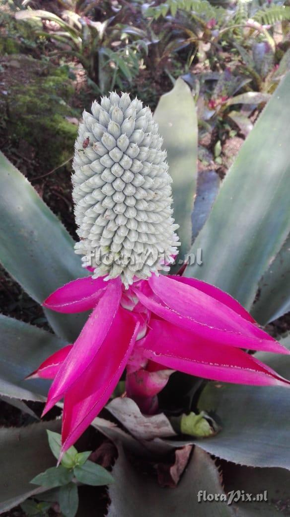 Aechmea mariae-reginae