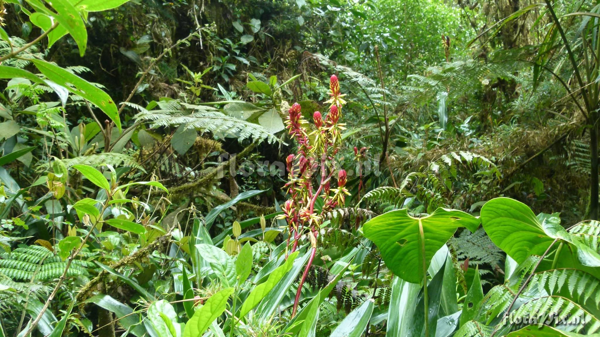 Pitcairnia kniphofioides L.B. Sm.