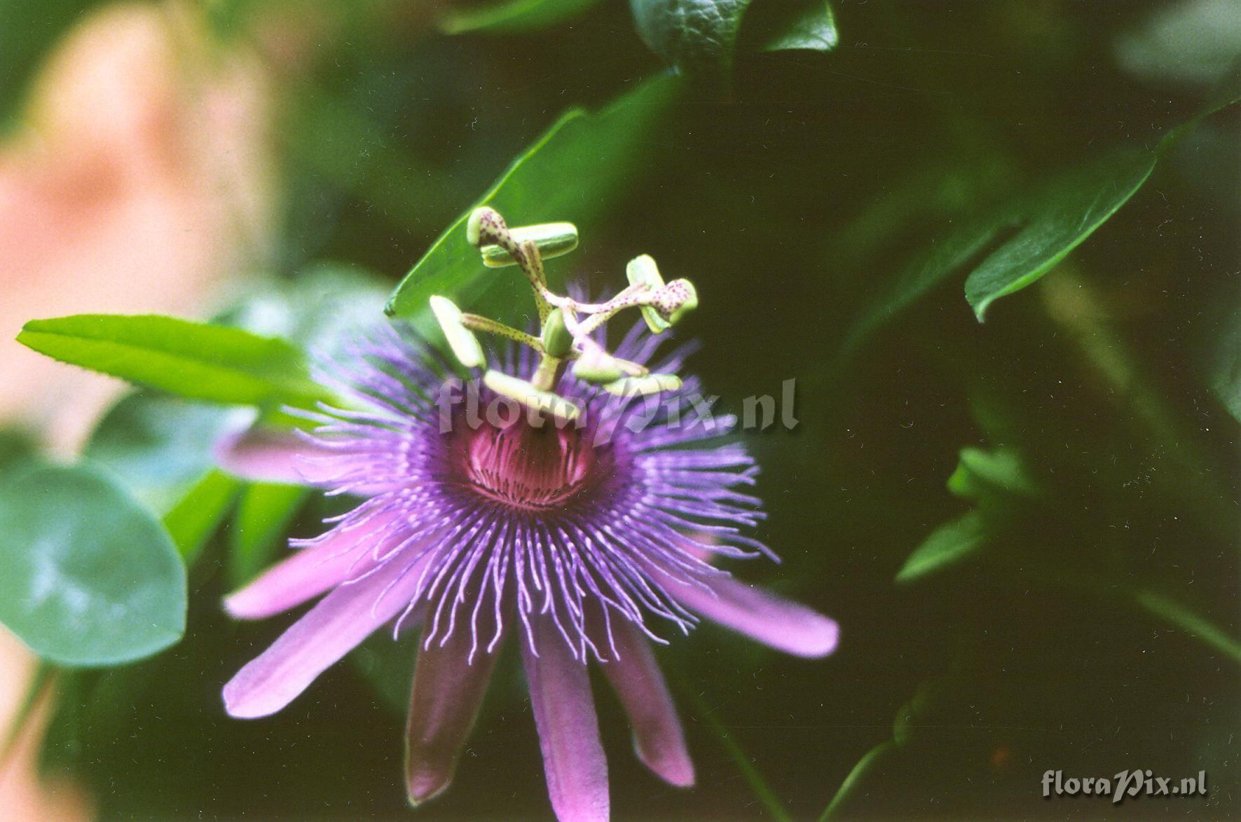 Cultivar Kermesina hybrid