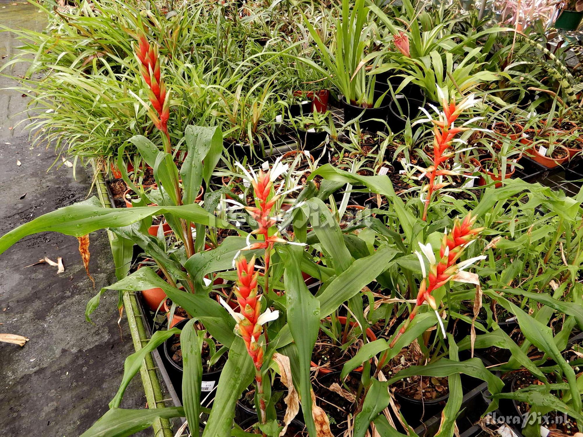 Pitcairnia aff. maidifolia