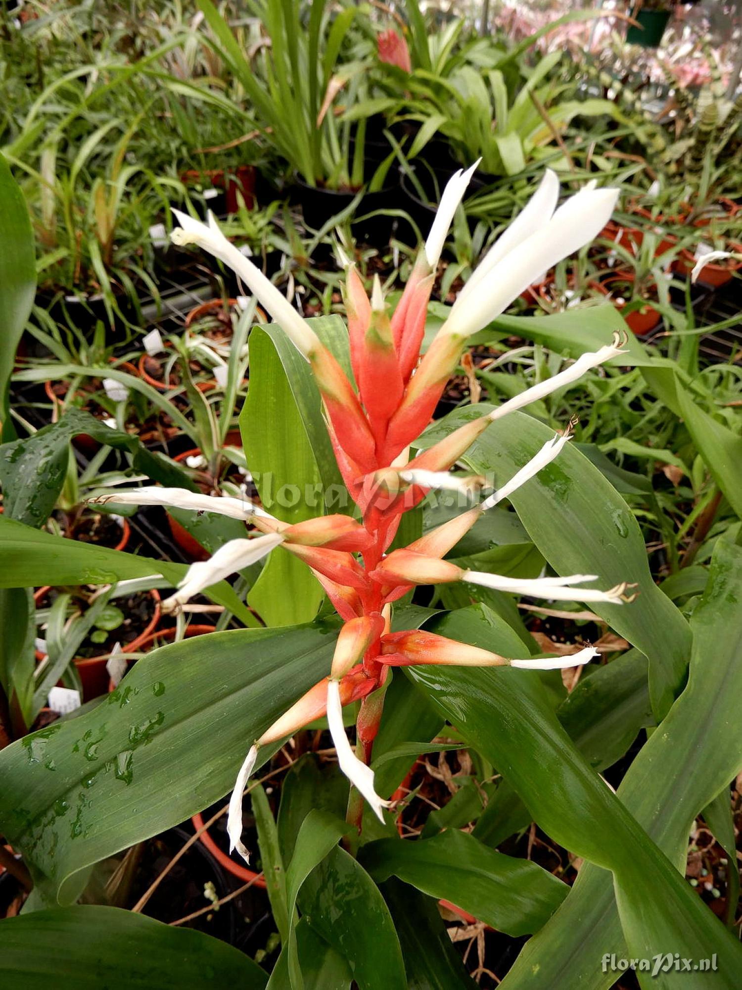 Pitcairnia aff. maidifolia