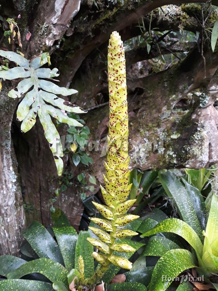 Vriesea fenestralis