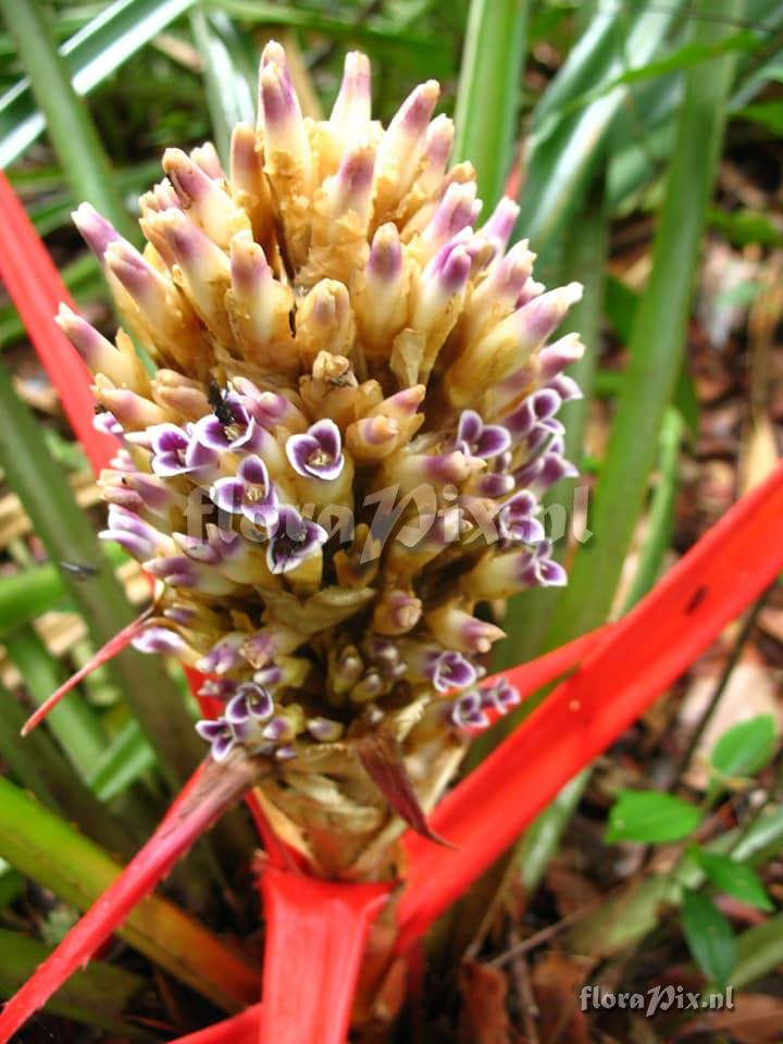 Bromelia balansae