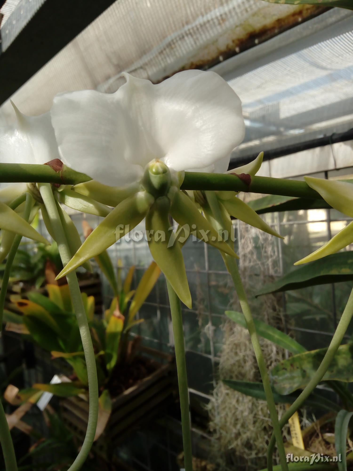 Angraecum longicalcar