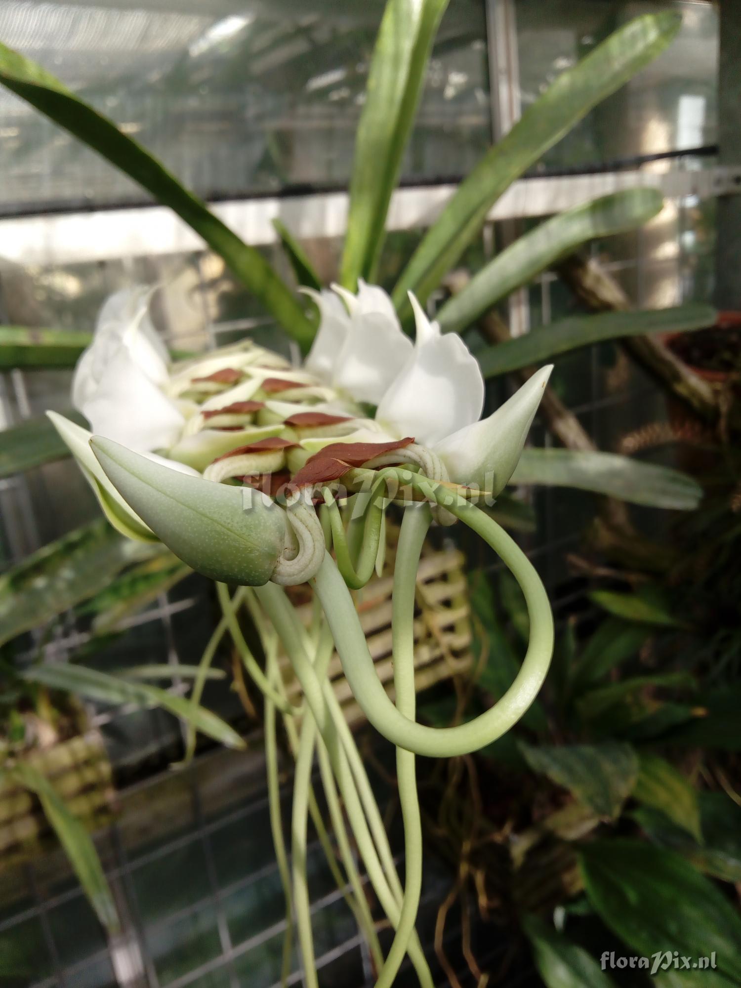 Angraecum longicalcar