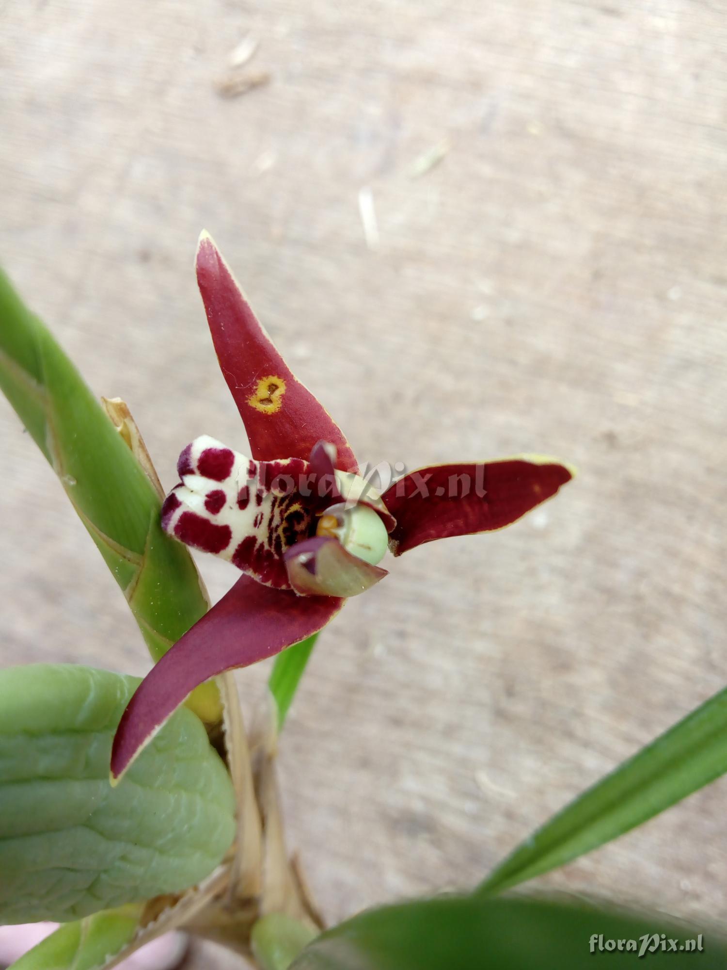 Maxillaria tenuifolia