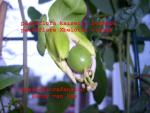 passiflora kaiserin eugenie