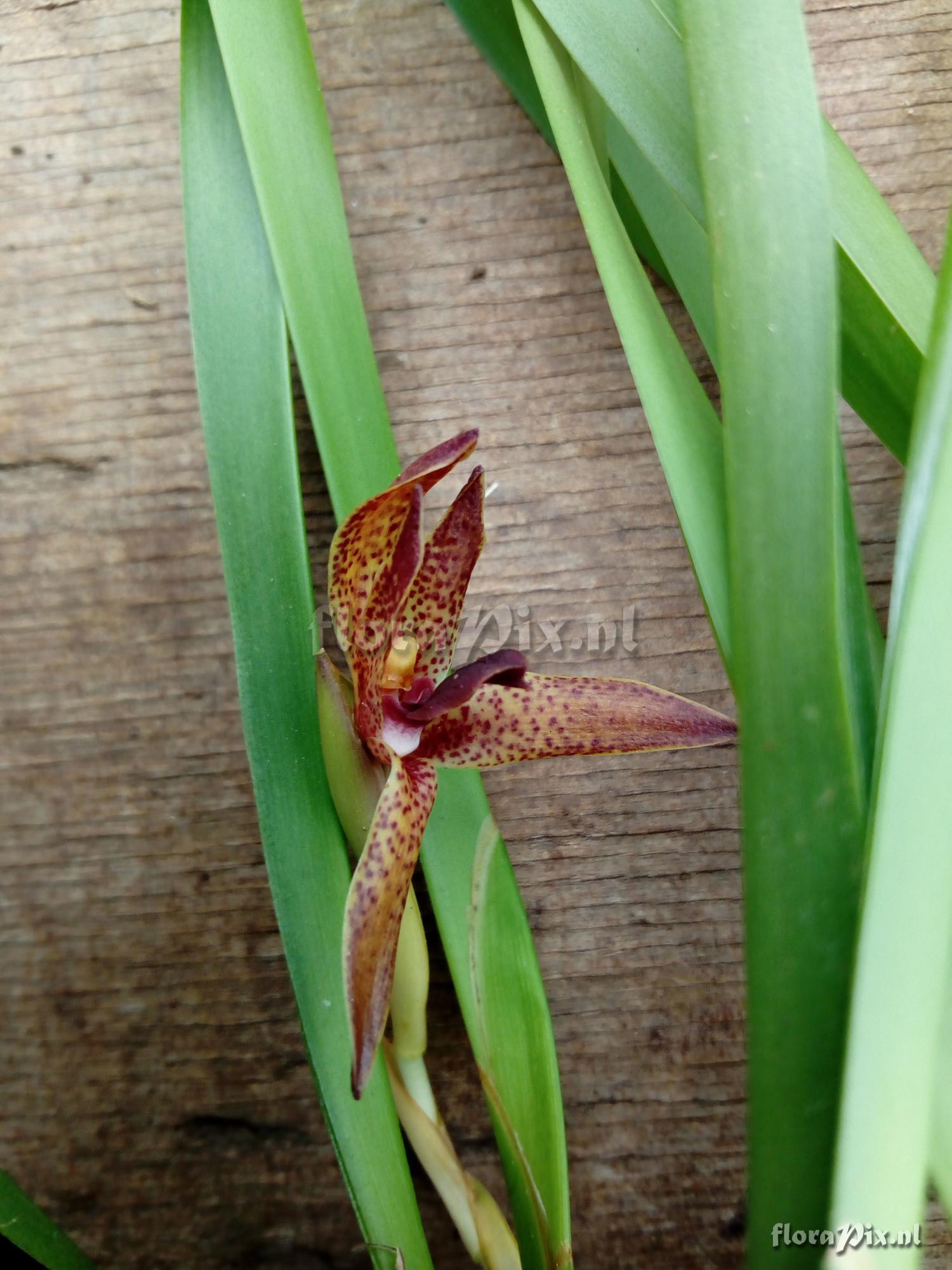 Maxillaria meleagris