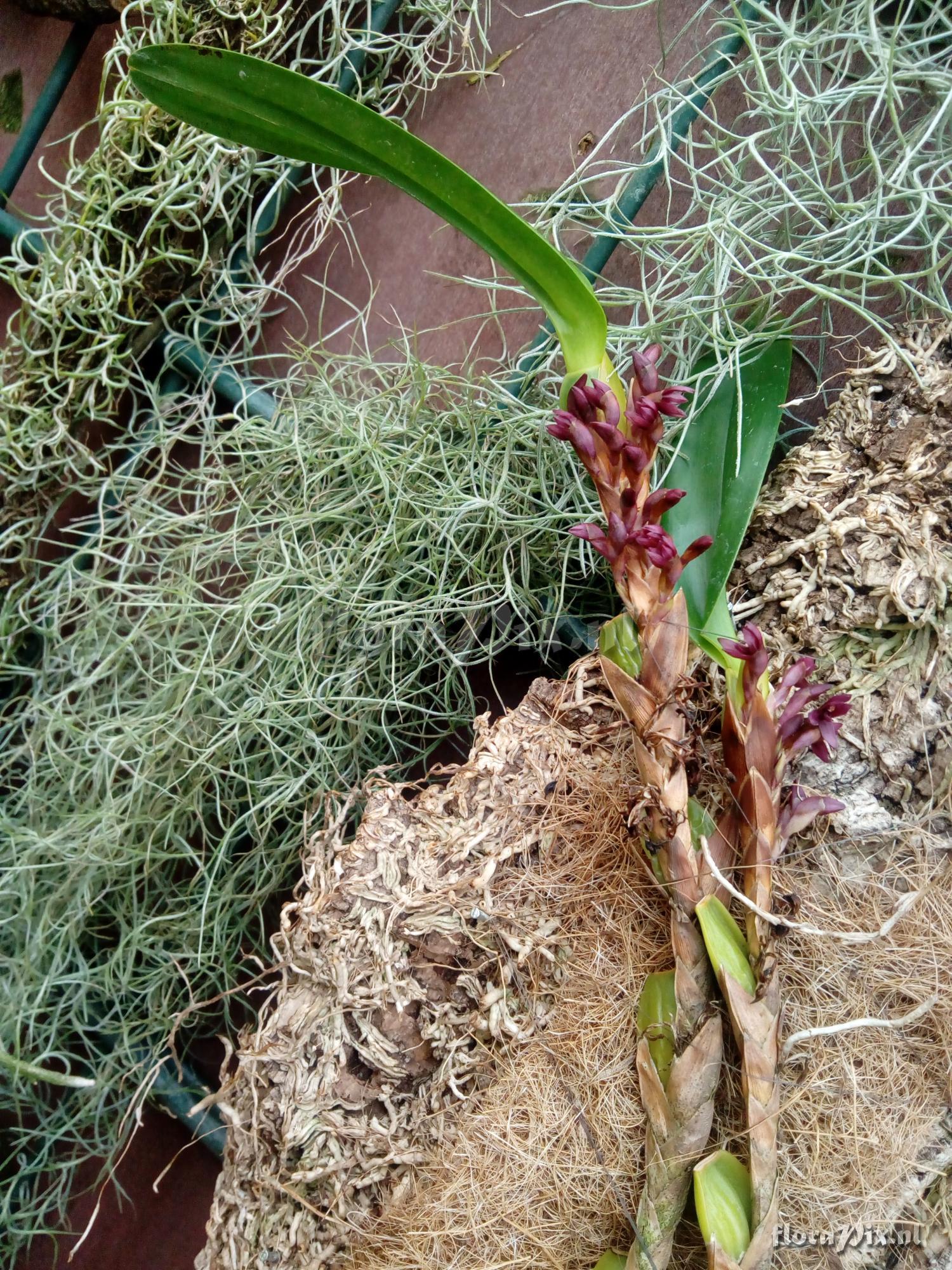 Maxillaria hagsaterium