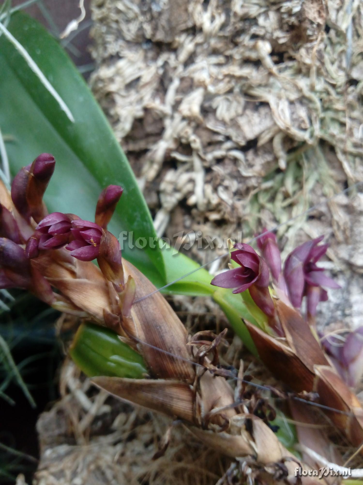 Maxillaria hagsaterium