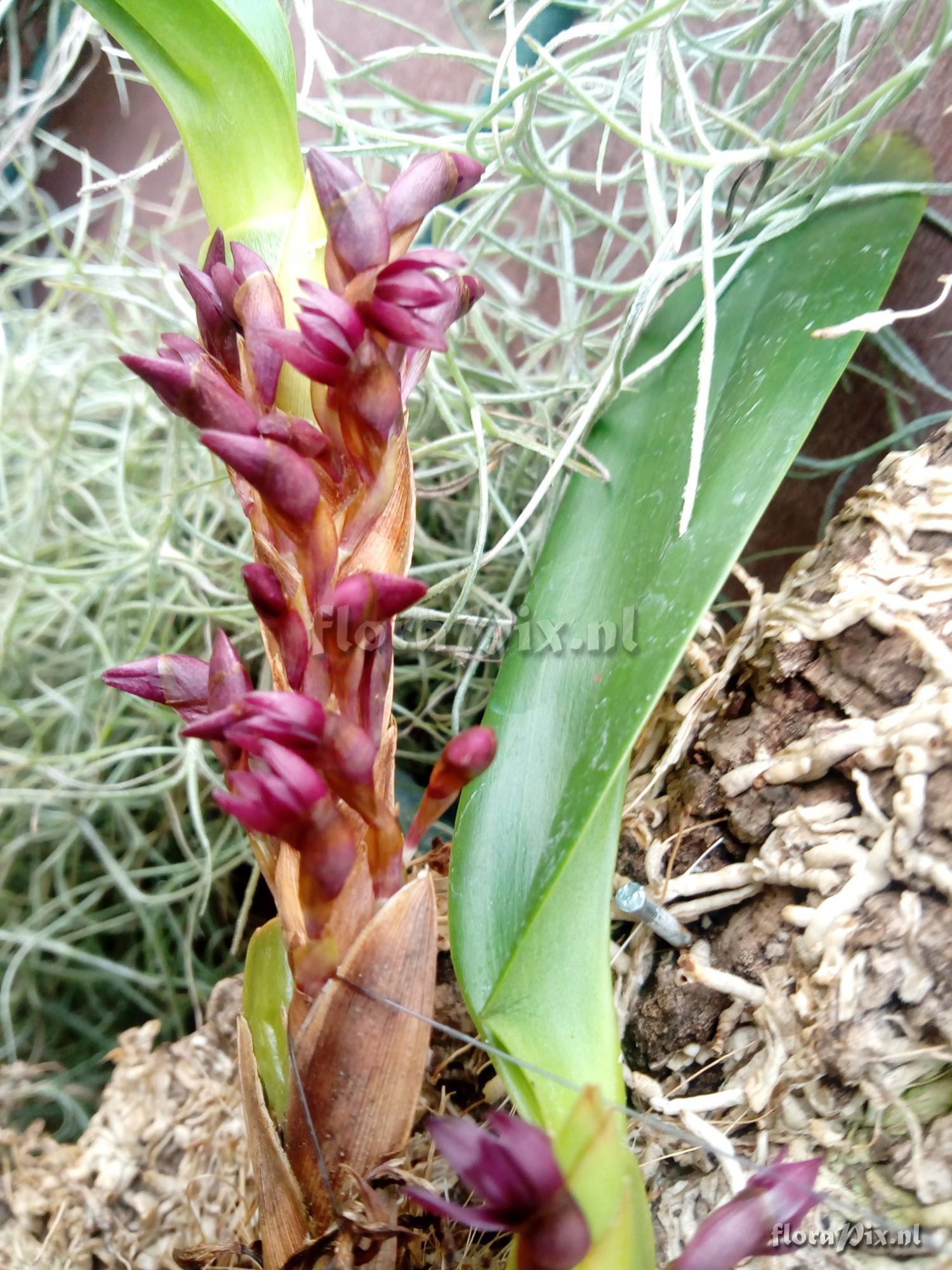 Maxillaria hagsaterium