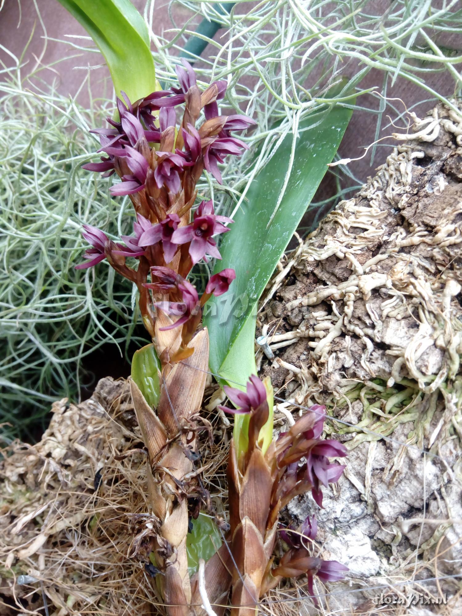 Maxillaria hagsaterium