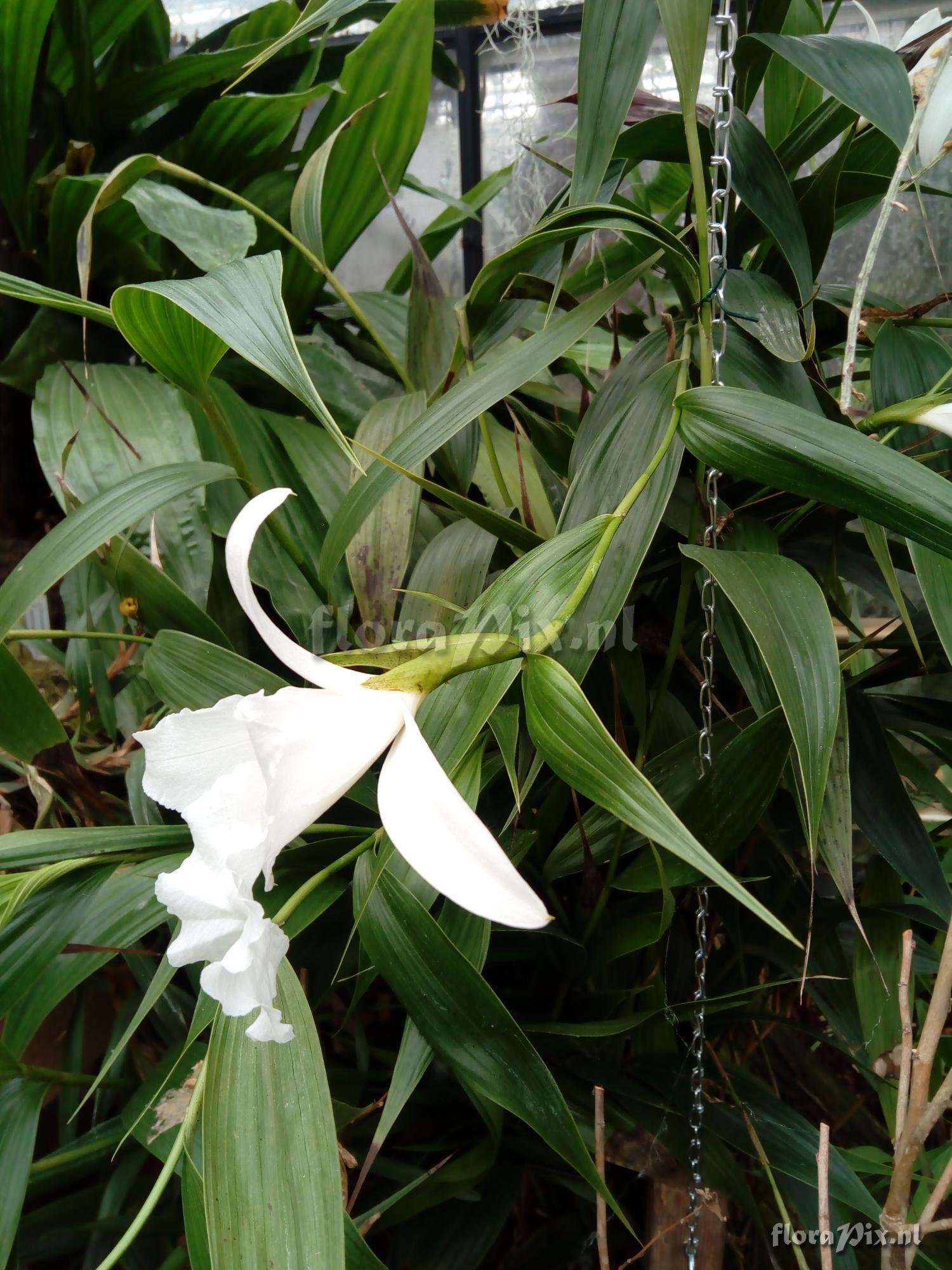 Sobralia spec.