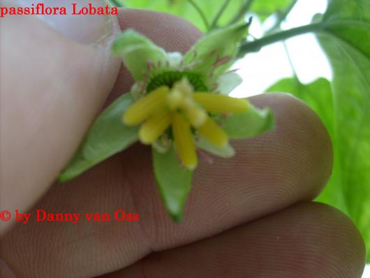 passiflora lobata