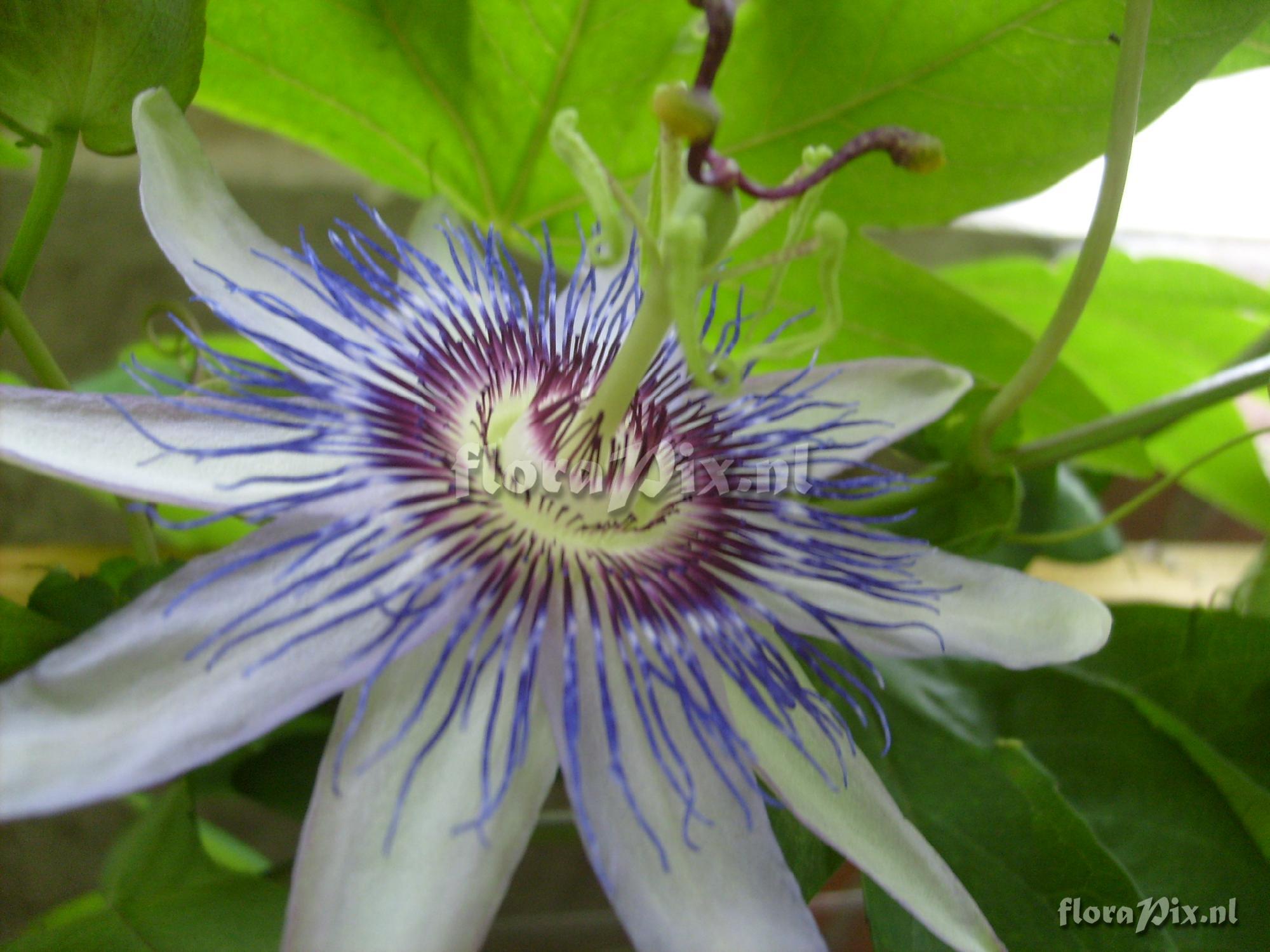 passiflora Justynia