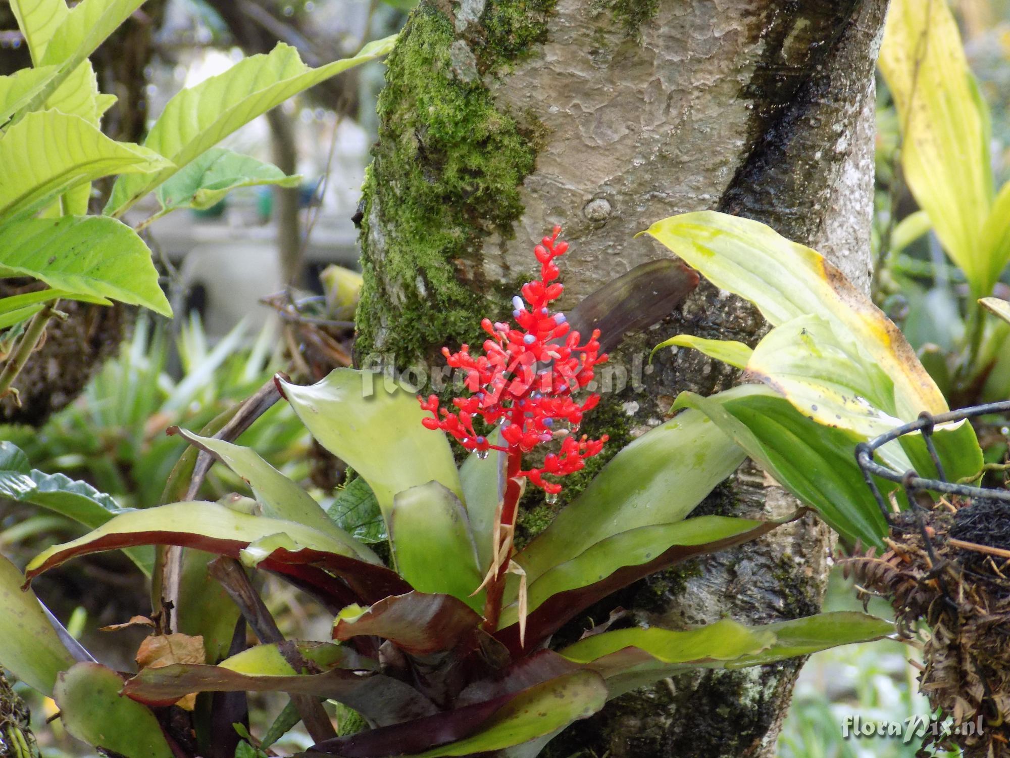 Aechmea fulgens