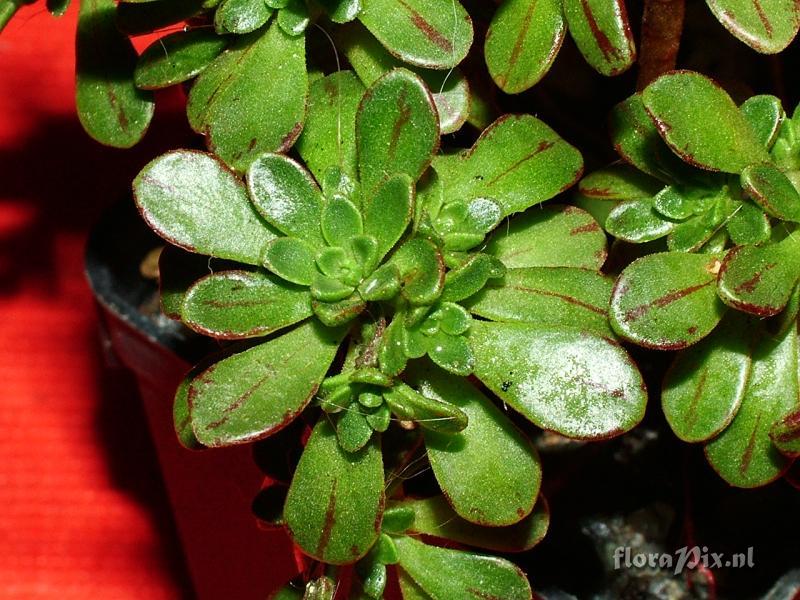 Aeonium x loartei n.n. G. Tavormina