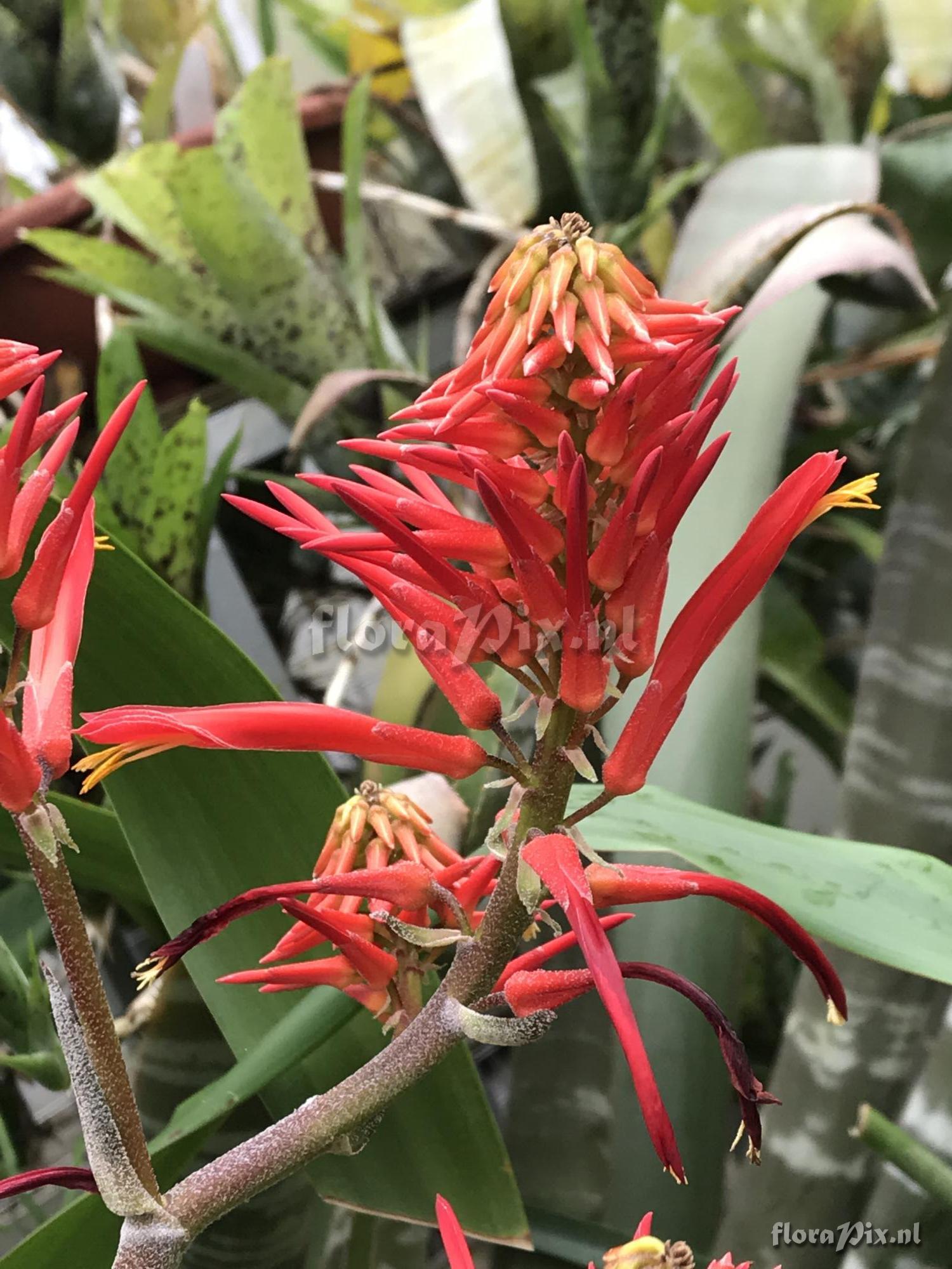 Pitcairnia lehmannii