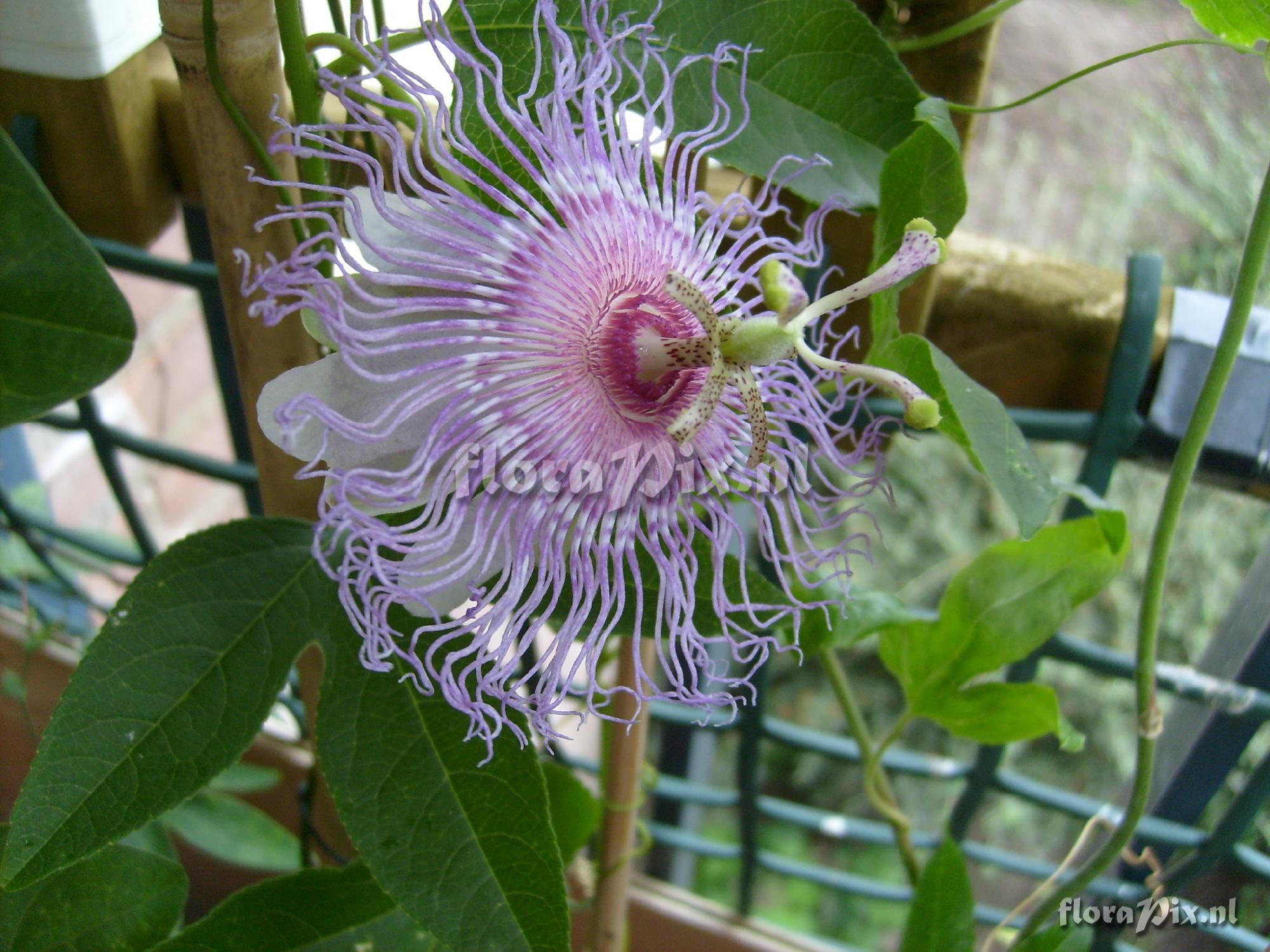 Passiflora incarnata