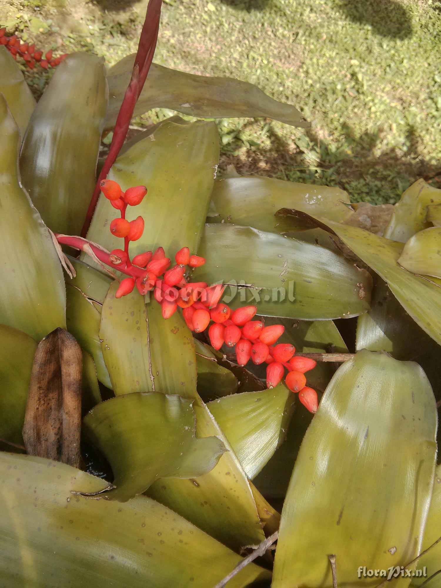 Aechmea fulgens