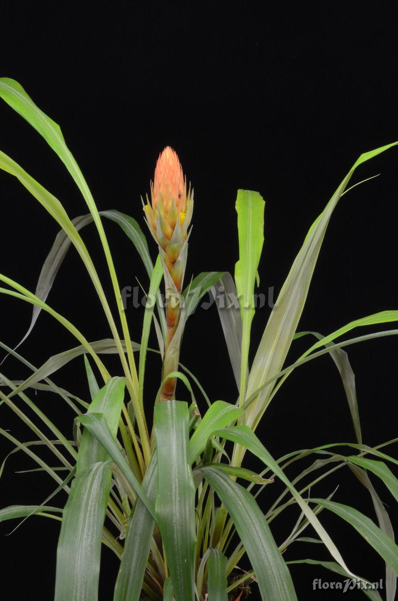 Pitcairnia smithiorum