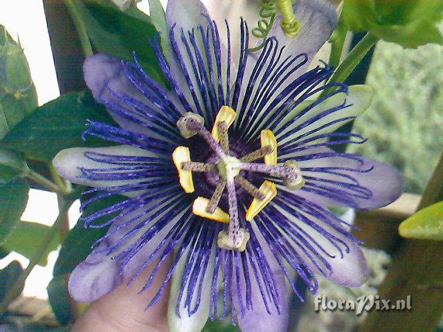 Passiflora Petra