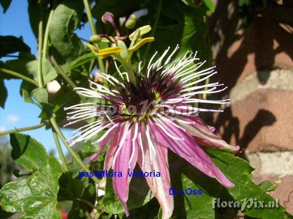 Passiflora victoria